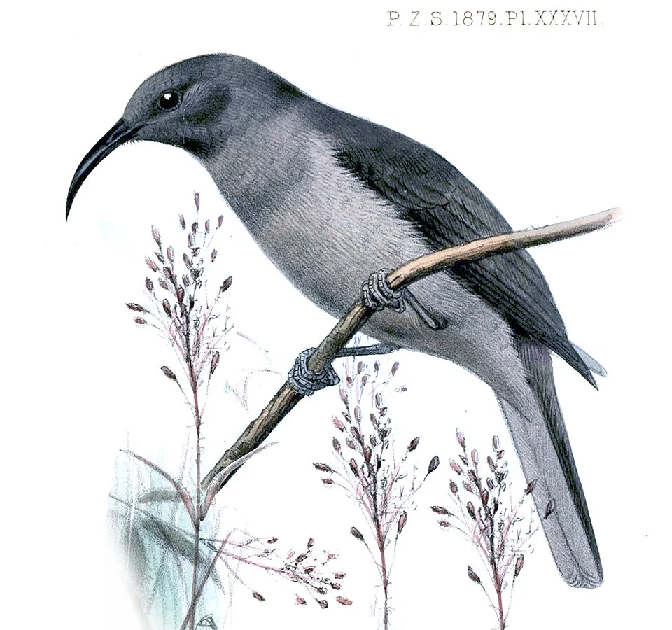 Myzomela cineracea