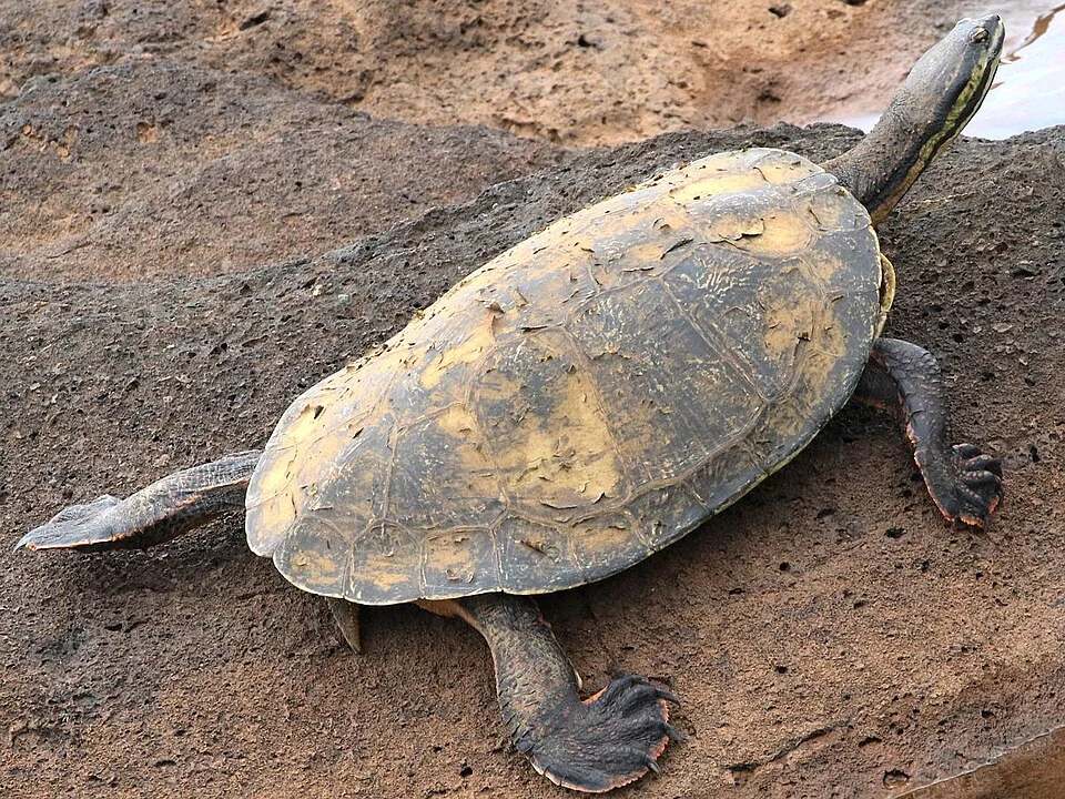 William's toadhead turtle at Iguazu Falls, Argentina