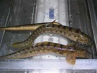 Viviparous eelpout (Zoarces viviparus) from the Gulf of Gdansk, caught near the Hel Marine Station