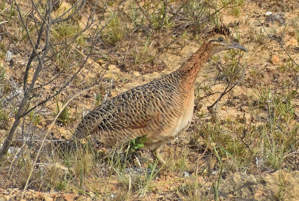 Rhynchotus maculicolis en Bolivia