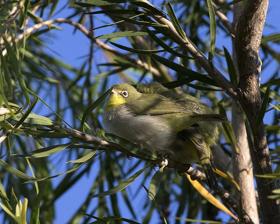 African Montane White-eye
Zosterops poliogastrus
Zosterops poliogastrus poliogastrus
Broad-ringed White-eye ( Zosterops poliogastrus)
Clements 5th edition
Lalibela, Ethiopia
Elevation 2400m
CF2P6978