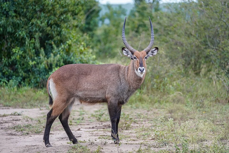 Waterbuck (Kobus ellipsiprymnus) in Queen Elizabeth National Park, Uganda