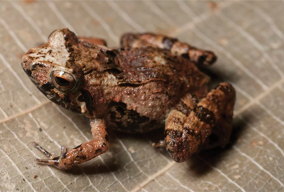 Platymantis pygmaeus at San Mariano. Photo: MVW.
