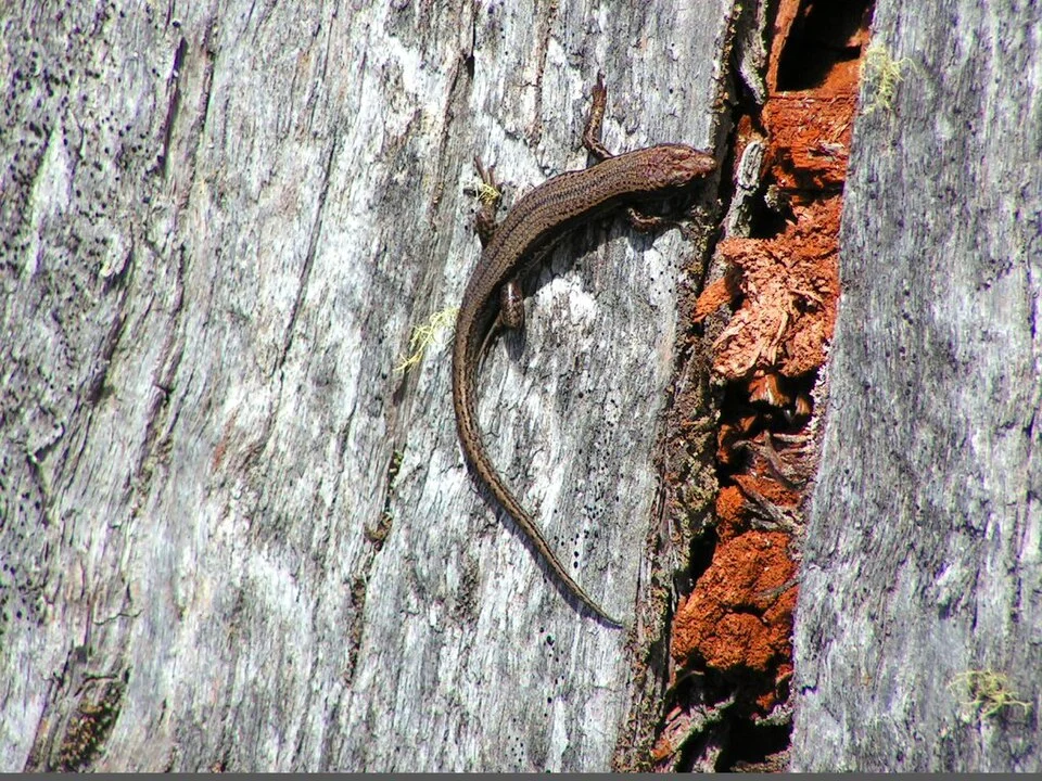 Tasmanian Tree Skink (Niveoscincus pretiosus), Cradle Mountain, Tasmania, Australia