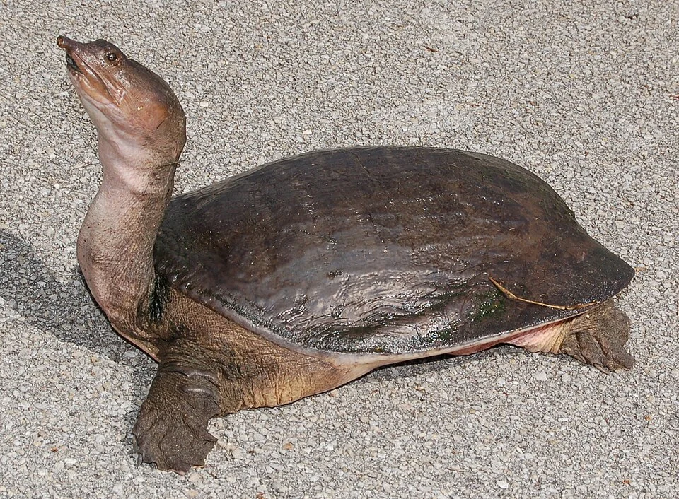 Florida Soft-shell Turtle on land, as seen in Everglades National Park, Homestead, Florida, USA.