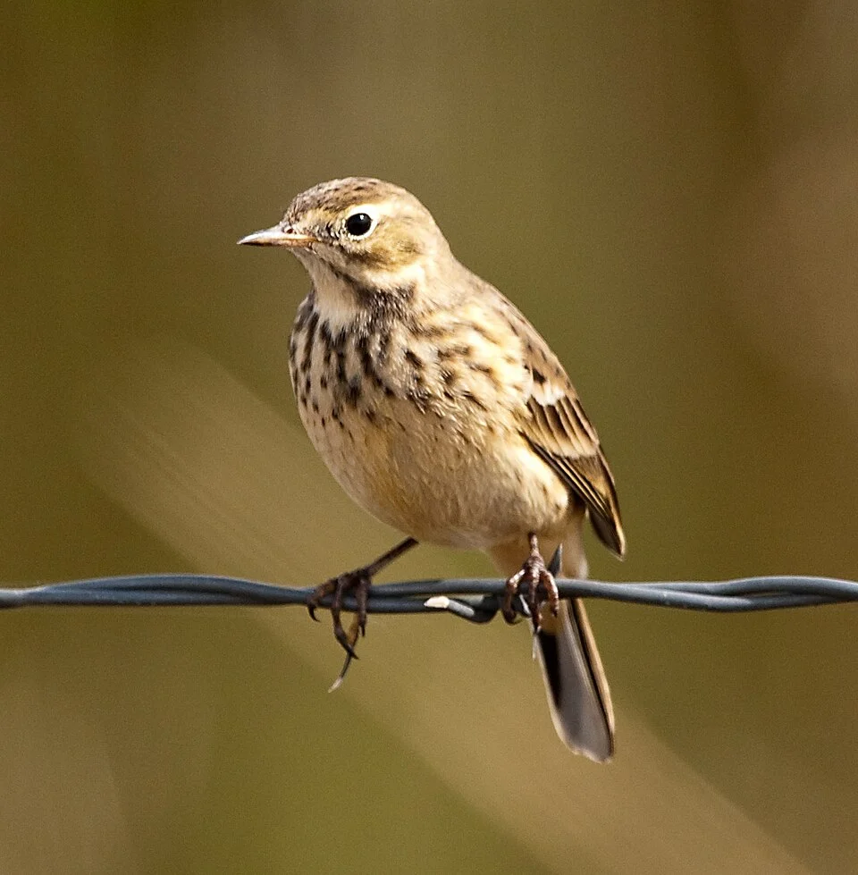 A Buff-bellied Pipit in Harney County, Oregon, USA. This subspecies, the nominate, is also known as the American Pipit.