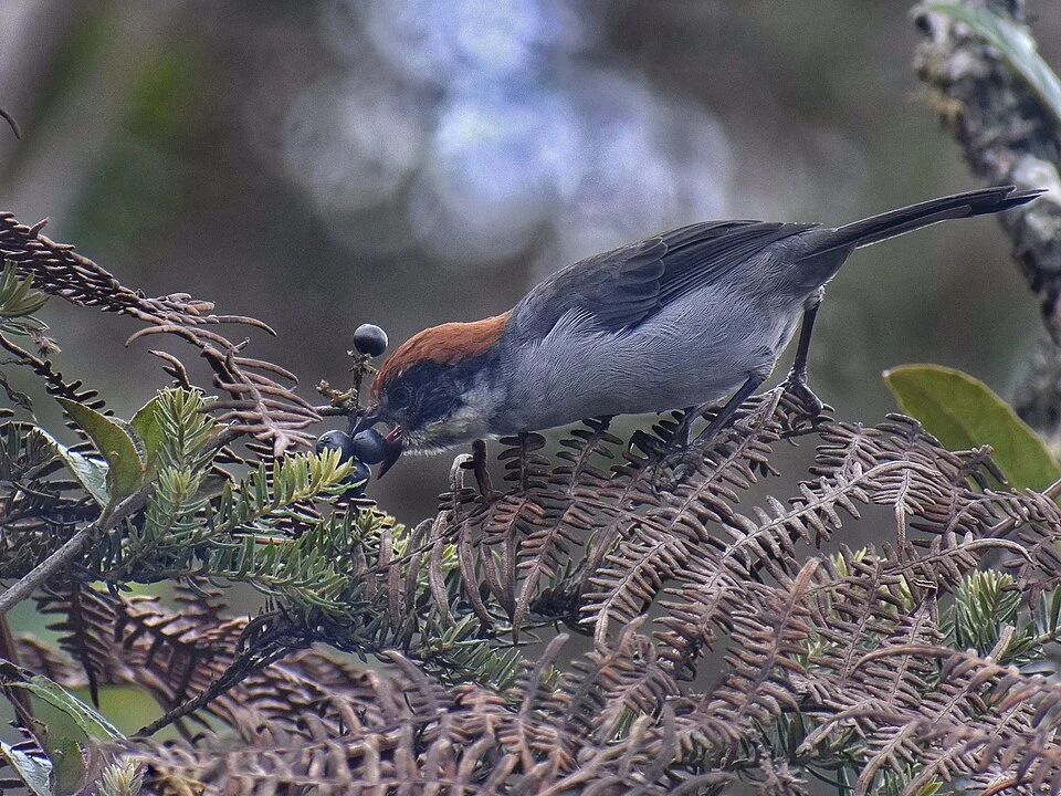 Photo of Antioquia Brushfinch uploaded from iNaturalist.