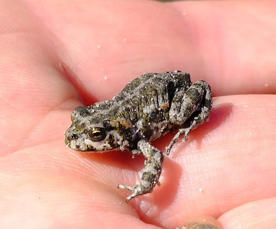 Tradouw's Toad (Capensibufo tradouwi)