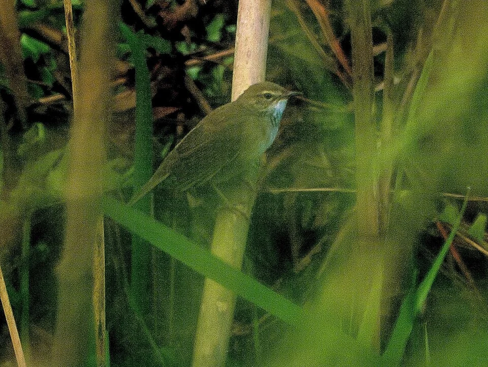 Baikal Bush Warbler (Locustella davidi), Mishmi Hills, Arunachal Pradesh, India