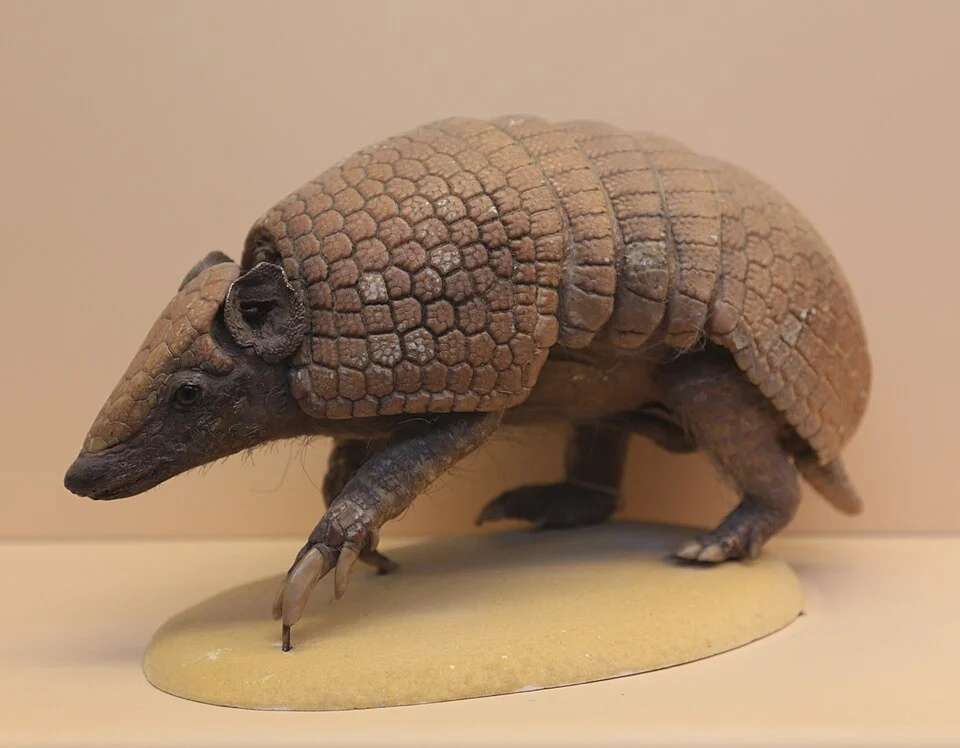 Brazilian three-banded armadillo (Tolypeutes tricinctus), Natural History Museum, London, Mammals Gallery