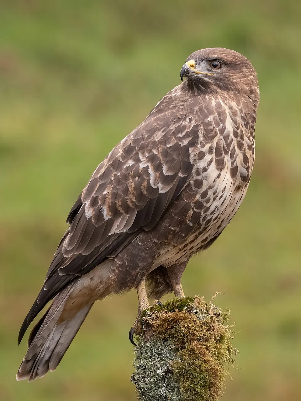 Common buzzard Buteo buteo in Scotland