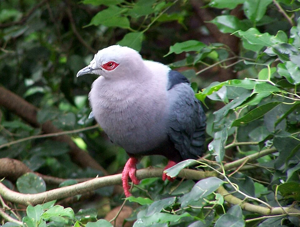 Ducula pinon / Pinon Imperial PigeonKiss in Ur Eye