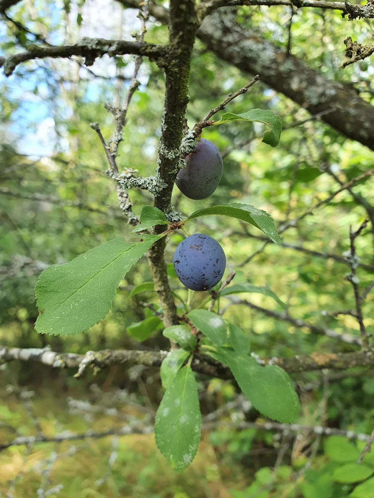 Blackthorn branch bearing green leaves and blue-purple sloes.