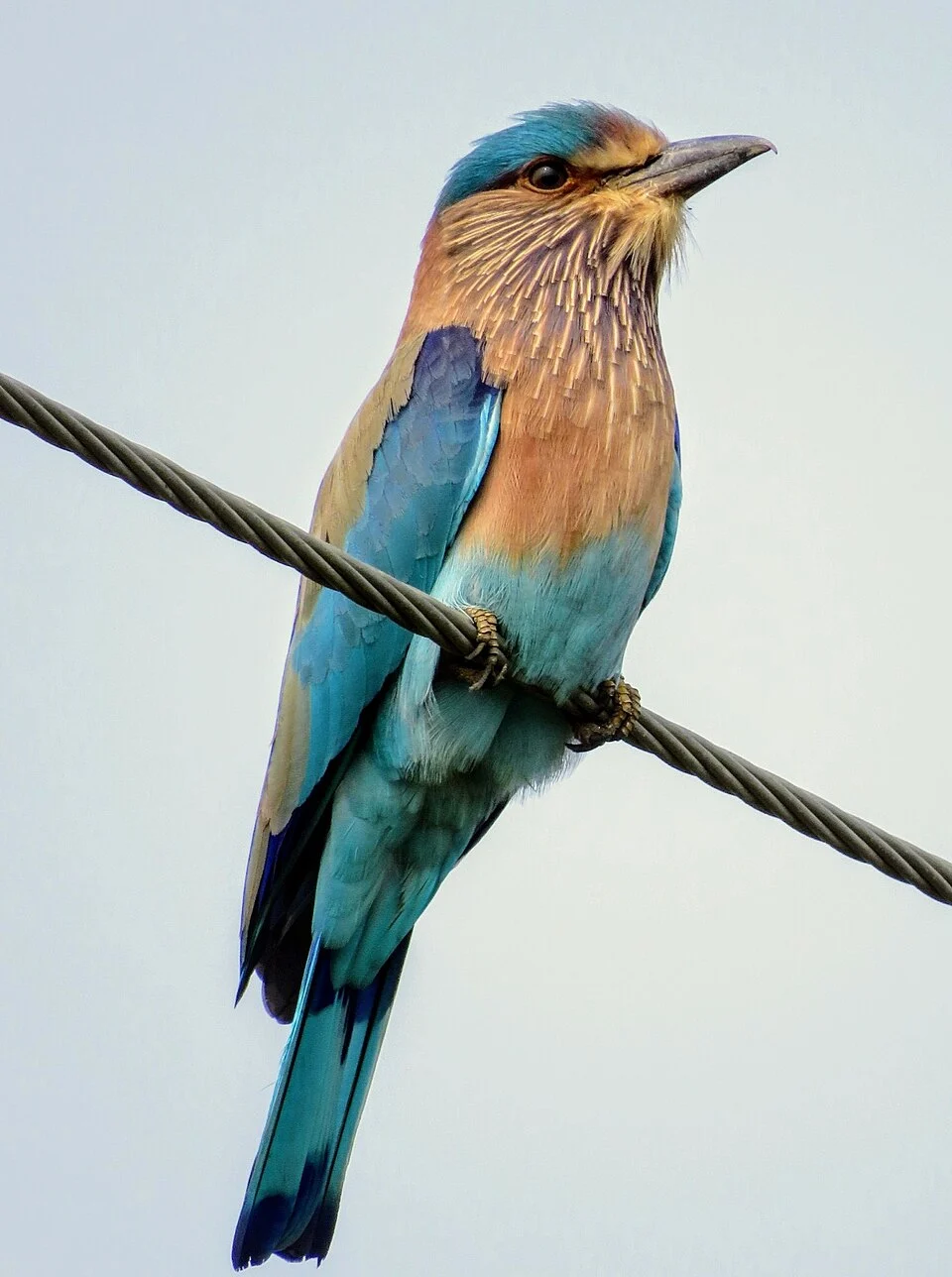 Indian roller at Timbi Lake, Vadodara, Gujarat, India