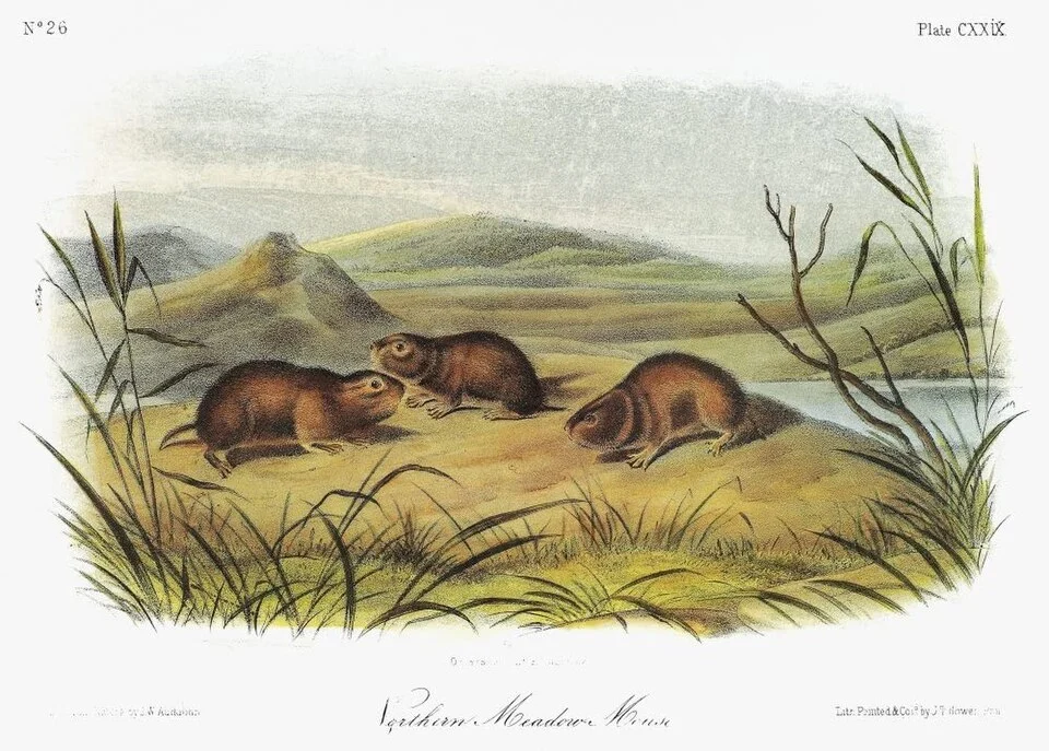 Audubon Vole Neastern Heather Vole (Phenacomys Ungava) Lithograph C1854 After A Painting By John Woodhouse Audubon For John James AudubonS Viviparous Quadrupeds Of North America