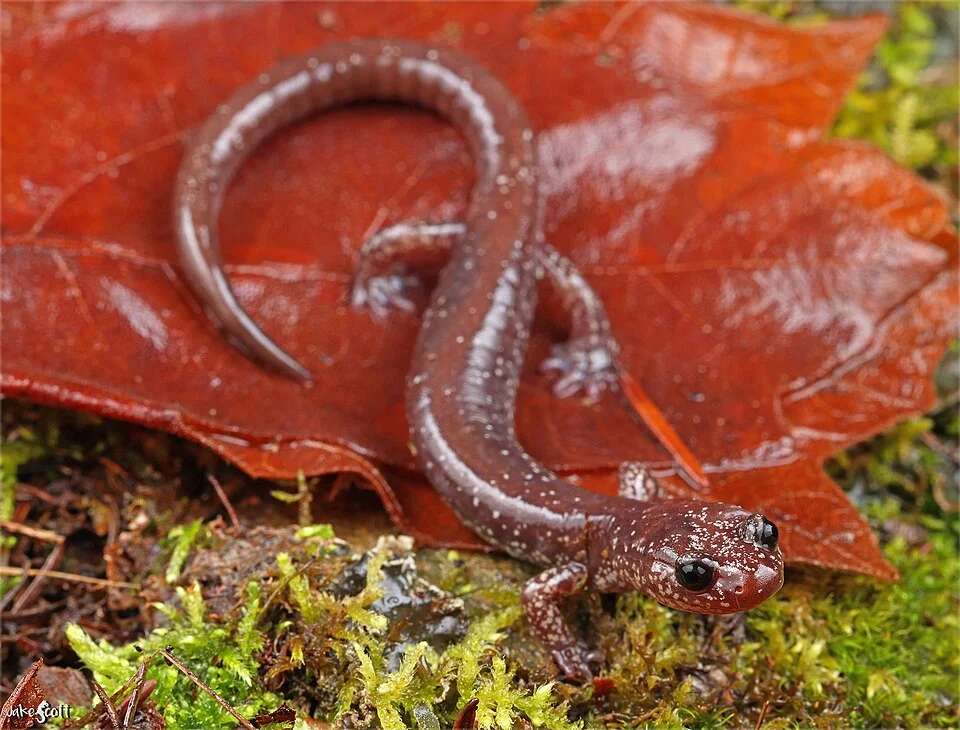 Siskiyou Mountains Salamander (Plethodon stormi)