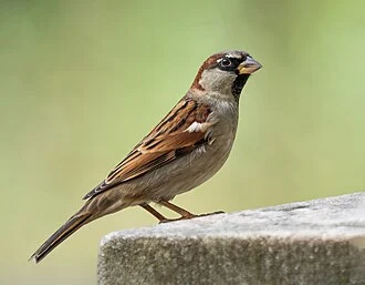 Male house sparrow in Prospect Park