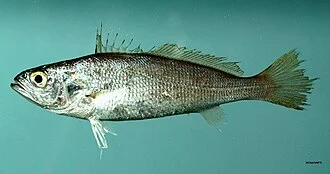 Weakfish Cynoscion regalis