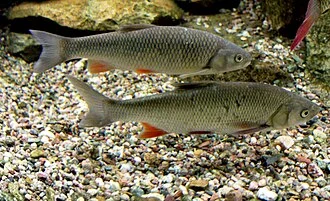 European chub on exhibition Subaqueous Vltava, Prague 2011, Czech Republic