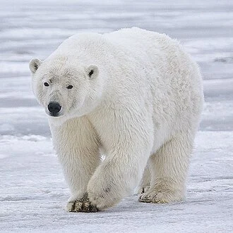 Female polar bear (Ursus maritimus) near Kaktovik, Barter Island, Alaska.