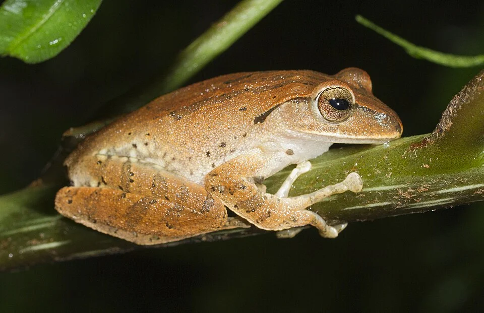 Polypedates braueri from Taipei, Taiwan
