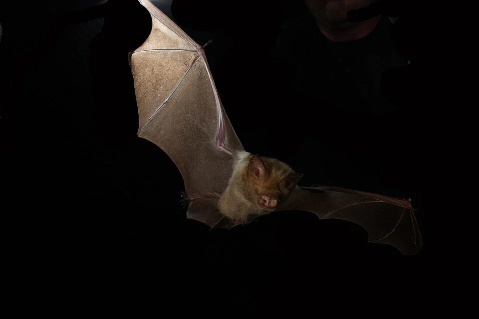 Diadem leaf-nosed bat in far north Queensland