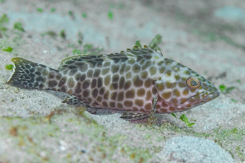 Longfin grouper (Epinephelus quoyanus), Anilao, Philippines. The longfin grouper is found on silty reefs in coastal waters at depths of less than 50 metres (160 ft) in the Indo-West Pacific, especially in the Indomalayan region. This species, that attains a maximum total length of 40 centimetres (16 in), is a sedentary species which feeds on worms, smaller fishes and crustaceans.