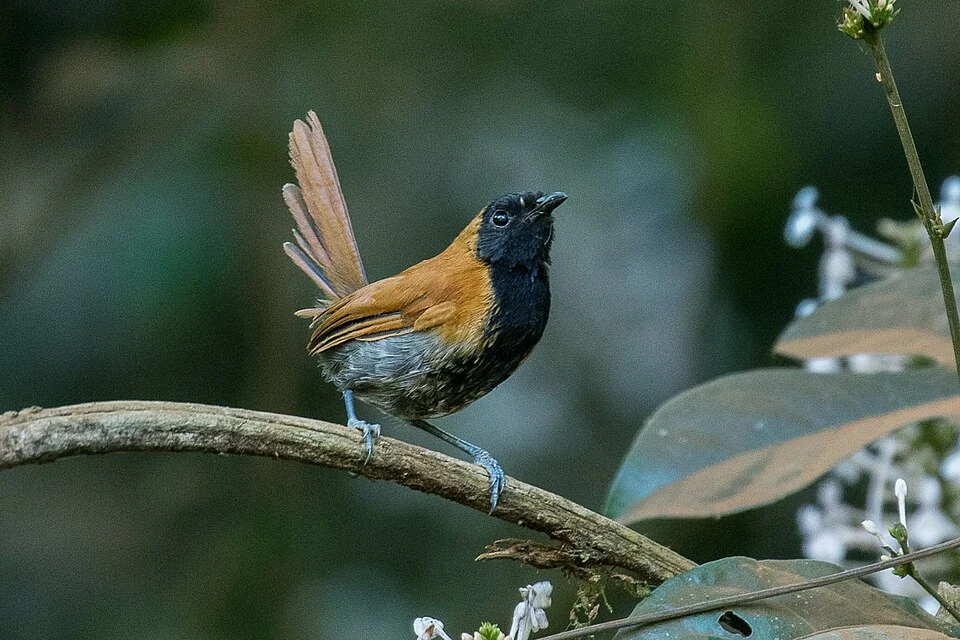 Kakamega Forest - Kenya