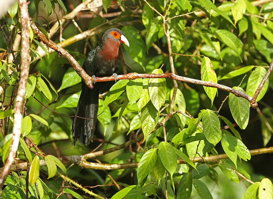 Phaenicophaeus oeneicaudus, Sipura Island, Mentawai Islands Regency, West Sumatra, Indonesia, 2014-09-11 (iNaturalist).