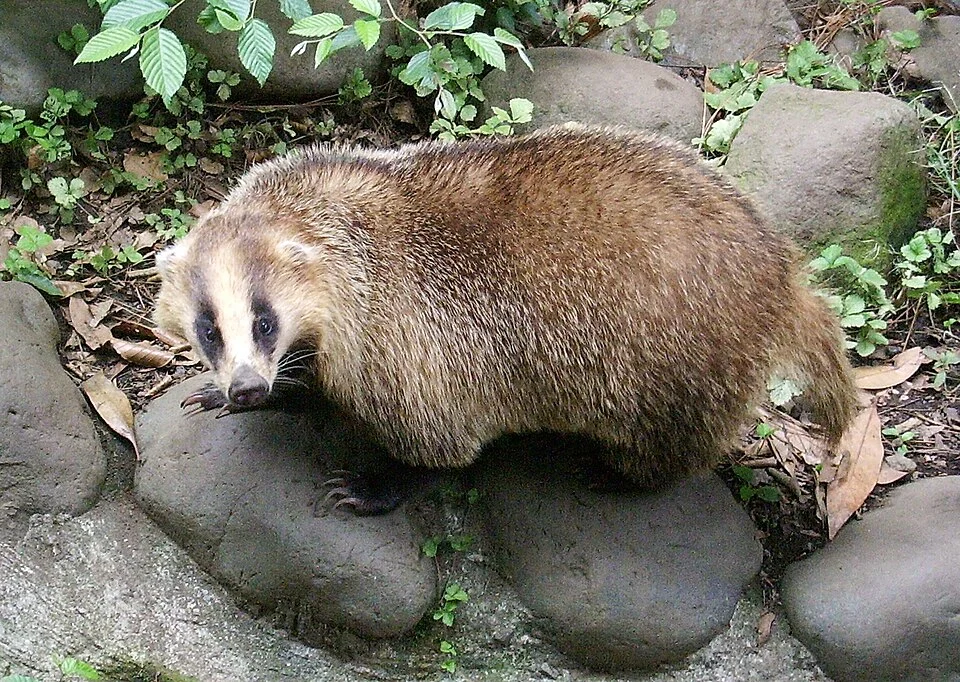 Japanese badger at Inokashira Park Zoo (Main park), Tokyo, on Sat 20 Jun 2009.