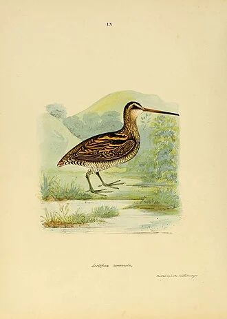 Illustrations of Indian ornithology Madras :Printed by P.R. Hunt, American Mission Press, 1847. 

https://www.biodiversitylibrary.org/page/36849199