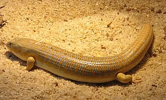 Schneider's skink (Novoeumeces schneideri)