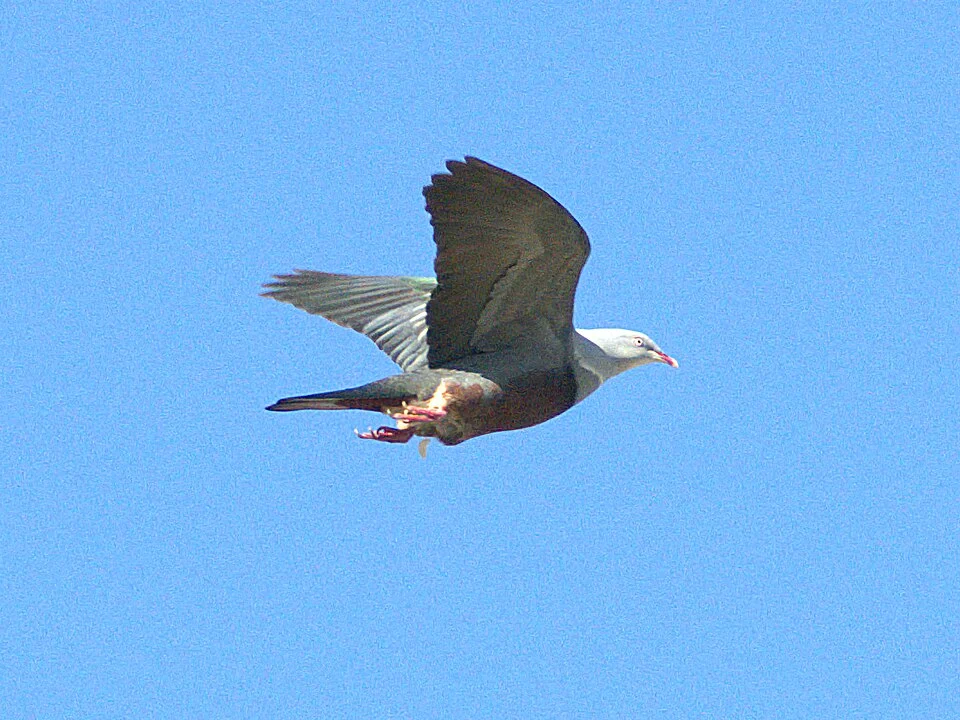 A male Spotted Imperial Pigeon in flight in Ilocos Norte