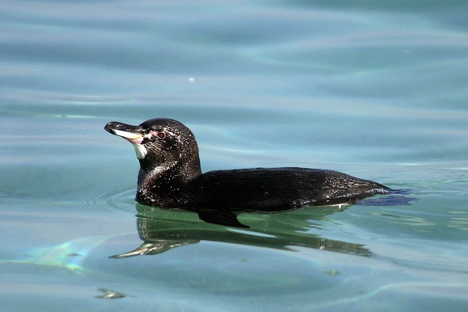 Male adult Galápagos penguin  (Spheniscus mendiculus) swimming on Isabela Island off Moreno Point, Galapagos Islands.