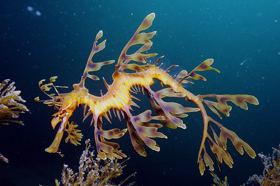 Leafy Seadragon on Kangaroo Island taken with Nikon D300 in Ikelite Housing with auxiliary flash and Nikon 10-24mm lens