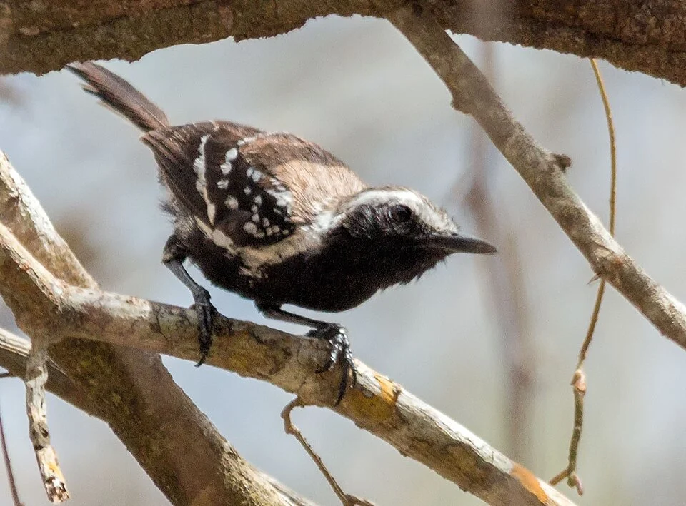 Northern White-fringed Antwren | Coicorita (Formicivora grisea intermedia)