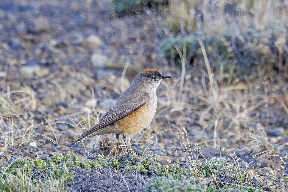Cinnamon-bellied ground-tyrant (Muscisaxicola capistratus), Leona Amarga, Torres del Paine, Chile