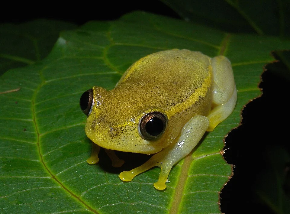 Heterixalus luteostriatus, Ankarafantsika, Madagascar
This is apparently a rather common species in its natural range in NW Madagascar. It also occurs in secondary habitats, such as degraded dry forests and ricefields. Hence, it is not considered as being threatened.
Many thanks to Franco Andreone for identifying the species.