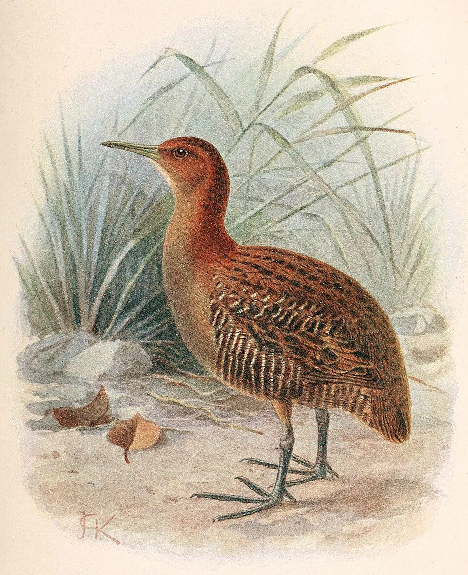 Lewinia muelleri.