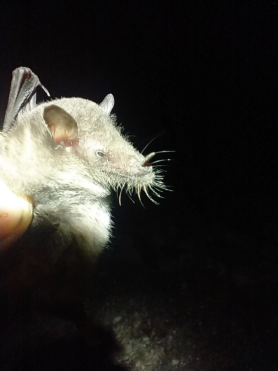Tschudi's Tailless Bat (Anoura peruana) in Mexico