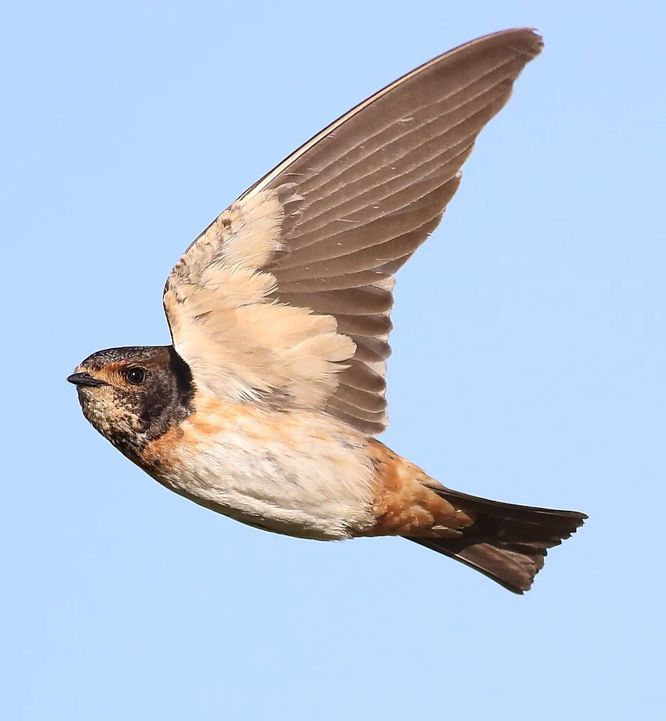 South African cliff swallow, Petrochelidon spilodera, at Suikerbosrand Nature Reserve, Gauteng, South Africa