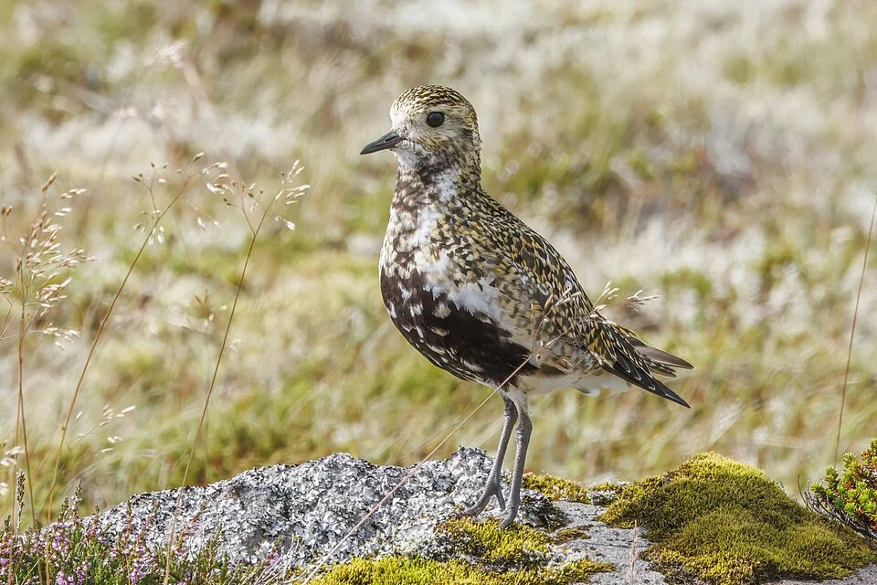 European golden plover (Pluvialis apricaria) female in breeding plumage, Keflavik, Iceland