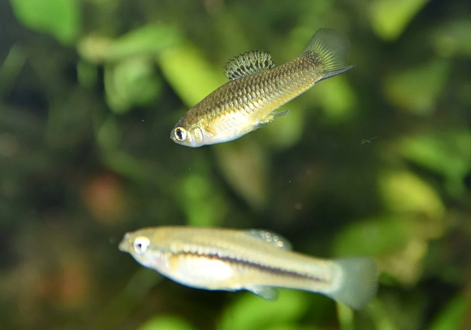 Xiphophorus cortezi DELICATE SWORDTAIL. Zoo Frankfurt.