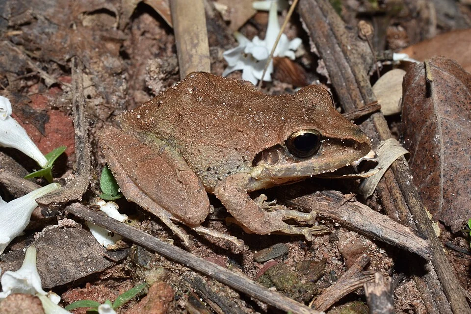 Pristimantis samaipatae from Florida Province, Bolivia