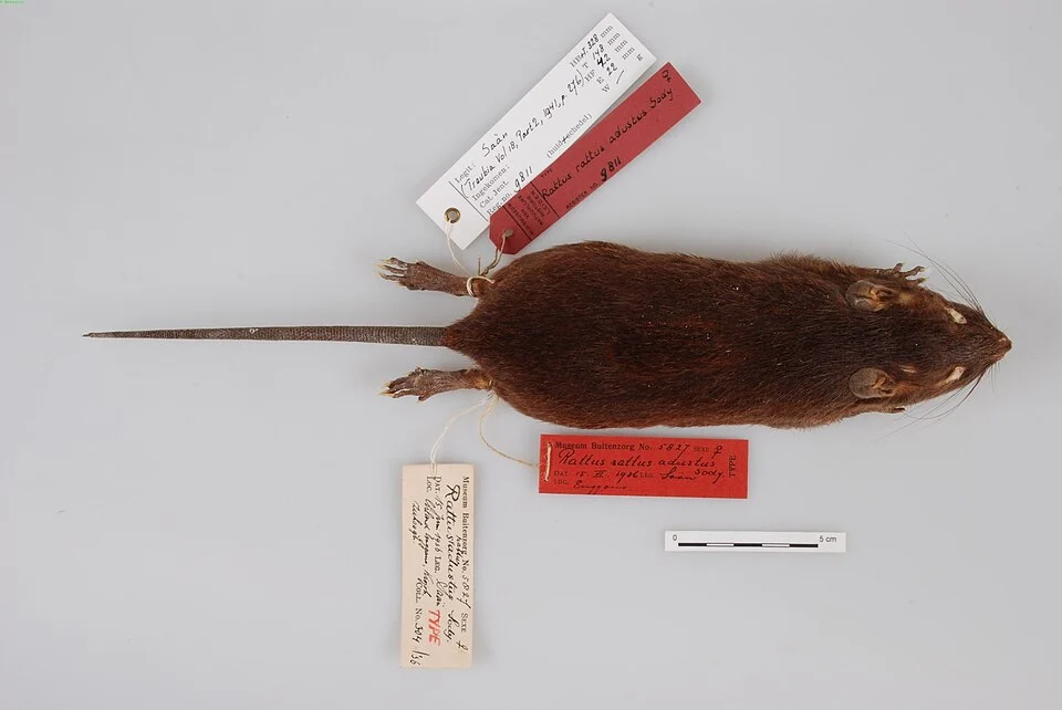 Rattus adustus