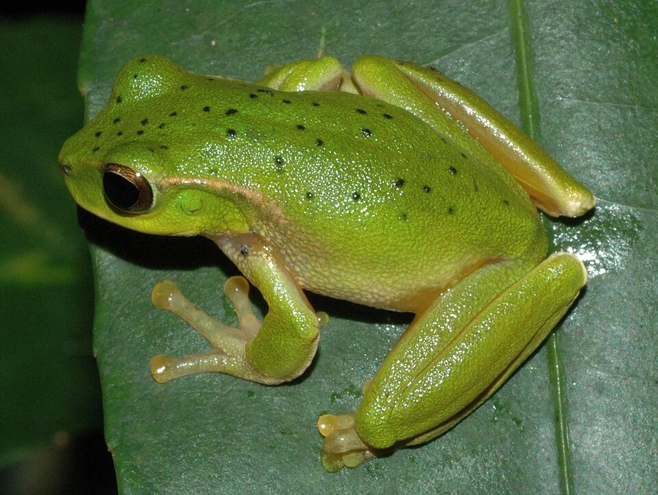 This Mountain Stream Tree Frog (Litoria barringtonensis) was found in Cascade National Park, NSW Australia.