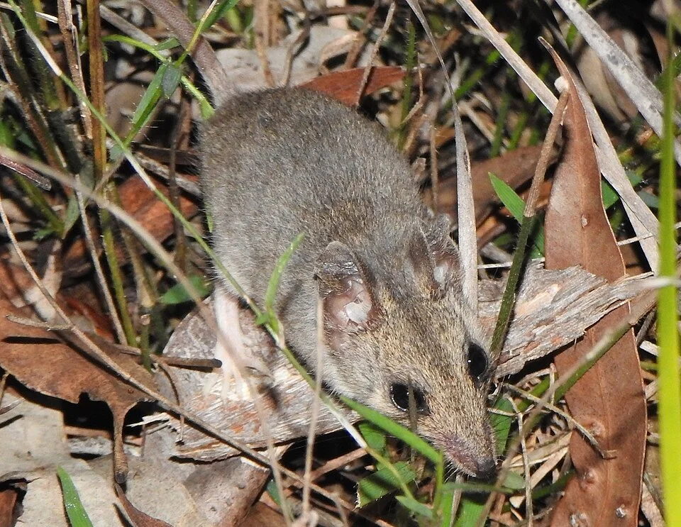 Slender-tailed Dunnart (Sminthopsis murina)