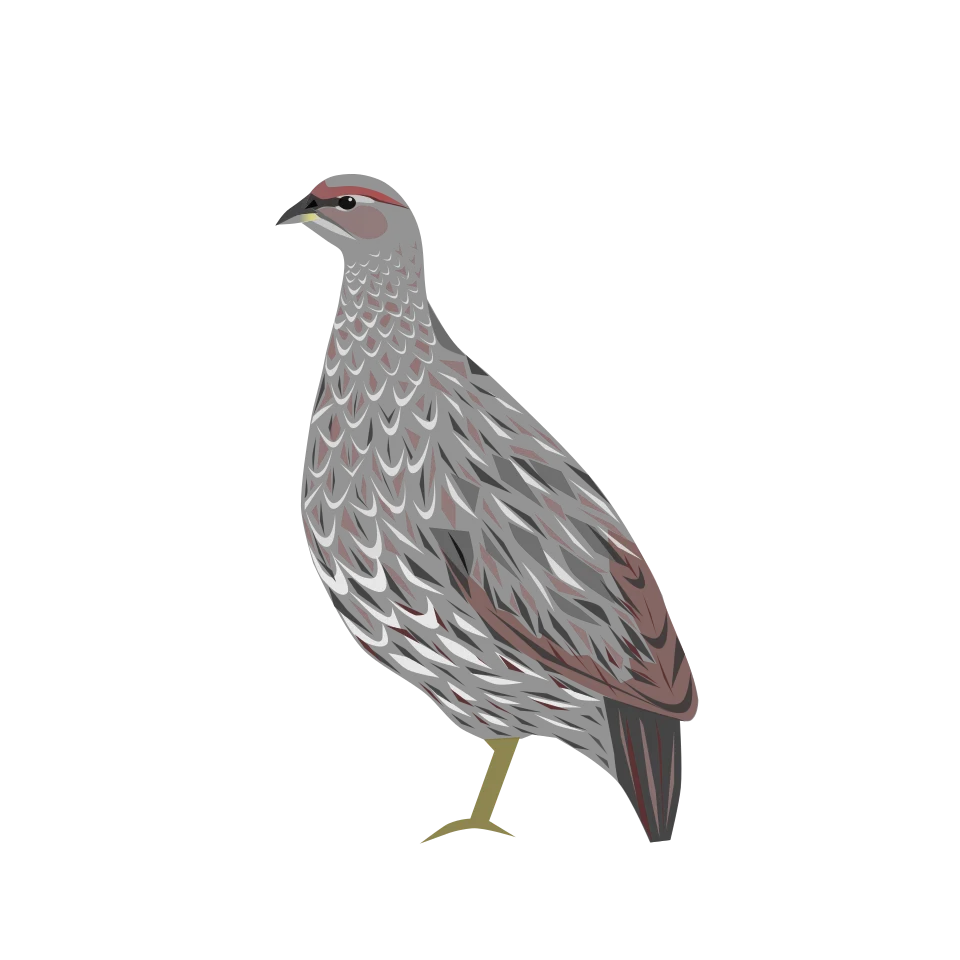 Pternistis ochropectus (syn. Francolinus ochropectus) based on existing illustrations