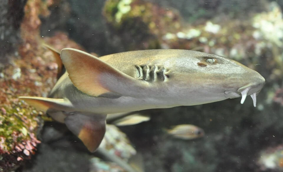 Chiloscyllium griseum