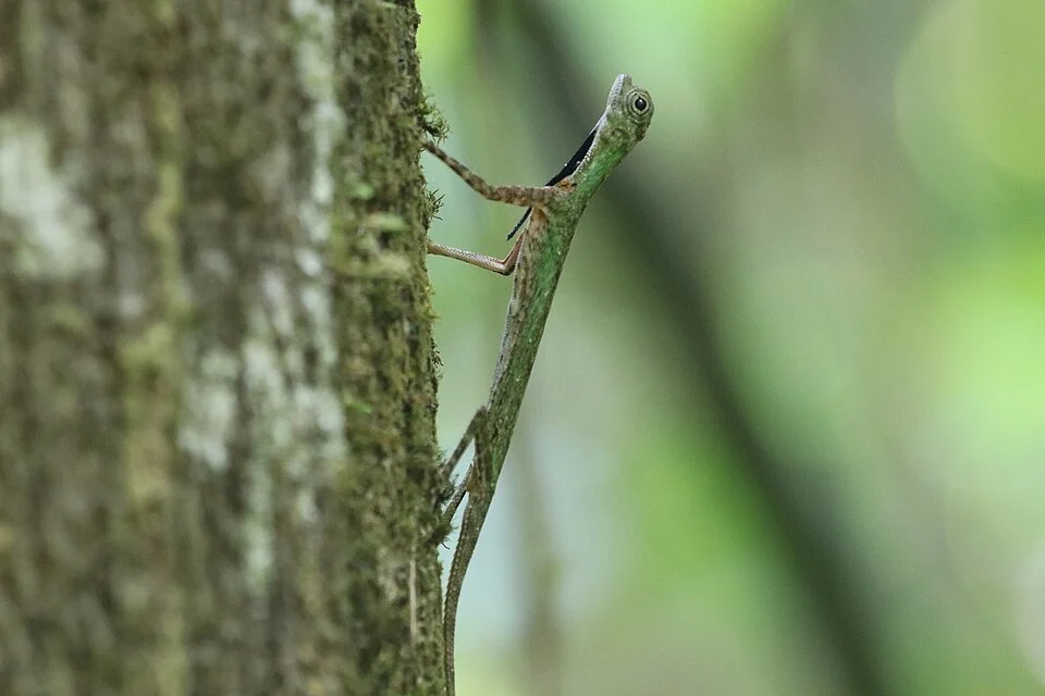 Black-barbed Flying Dragon (Draco melanopogon)